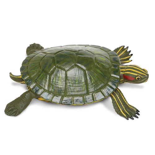 Red - Eared Slider Turtle