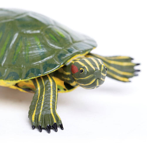 Red - Eared Slider Turtle