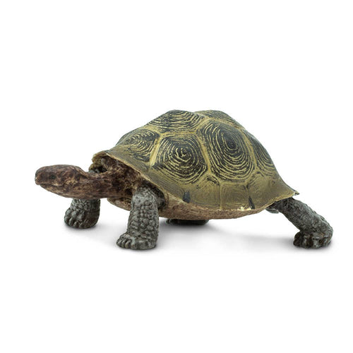 Desert Tortoise