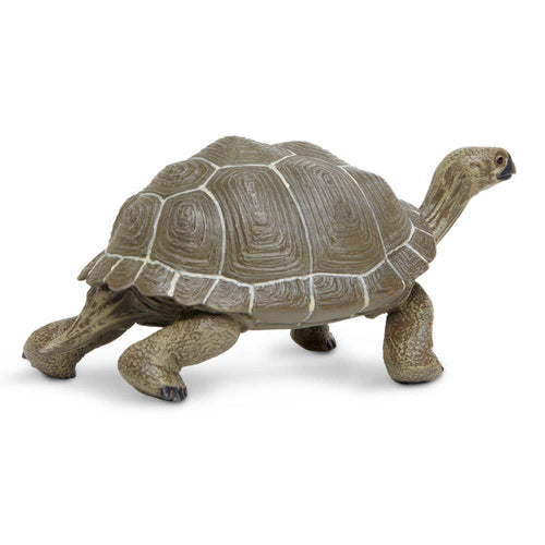 Tortoise